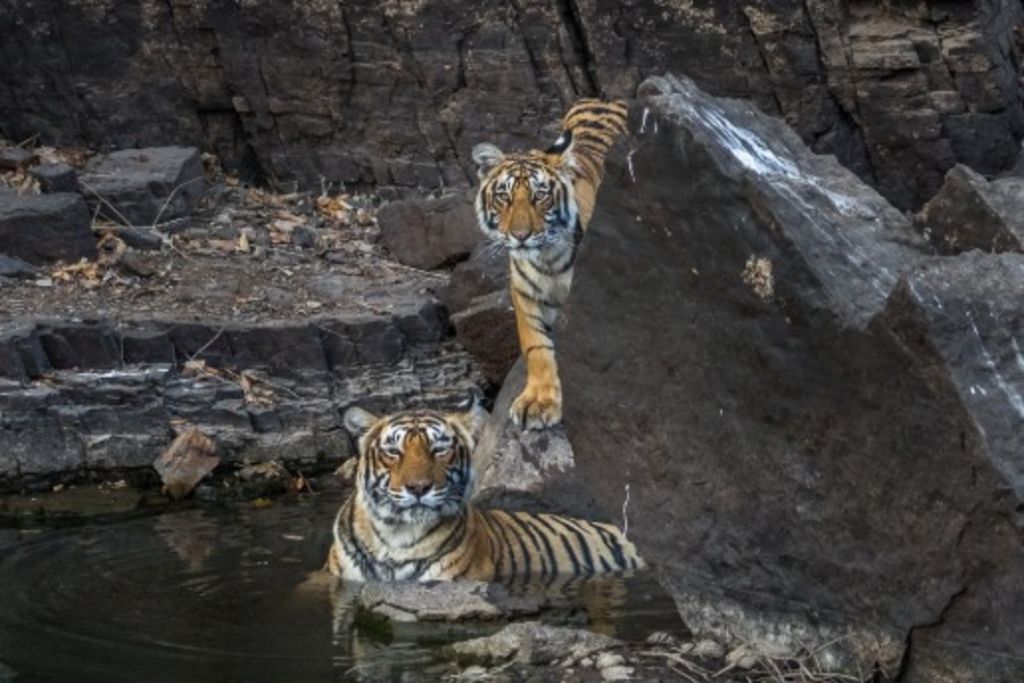 Les animaux s'entretuent sous l'effet de la chaleur