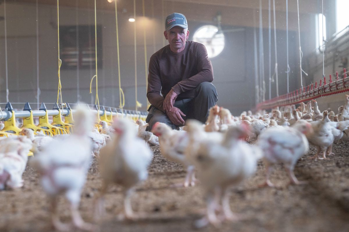 Corcelles-le-Jora  LE 30 SEPTEMBRE 2024. Elevage de poluet chez  Daniel Schwager, à Corcelles-le-Jorat ©  (24 HEURES /Jean-Paul Guinnard)