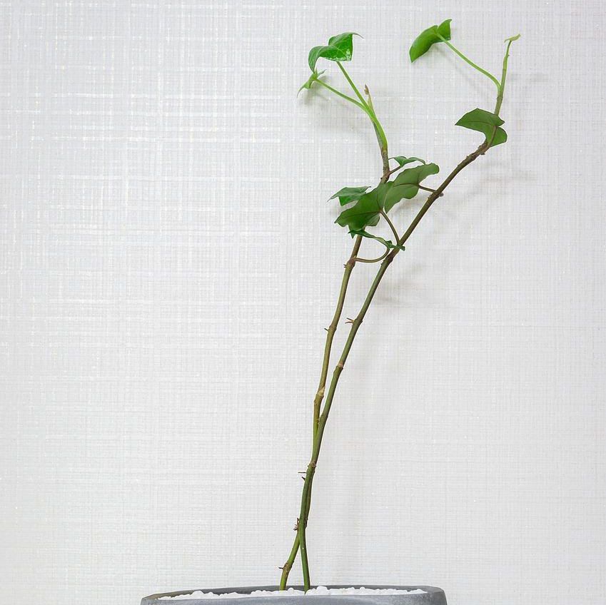 Plante en pot gris avec longues tiges et quelques feuilles, posée sur une soucoupe grise devant un mur texturé blanc.