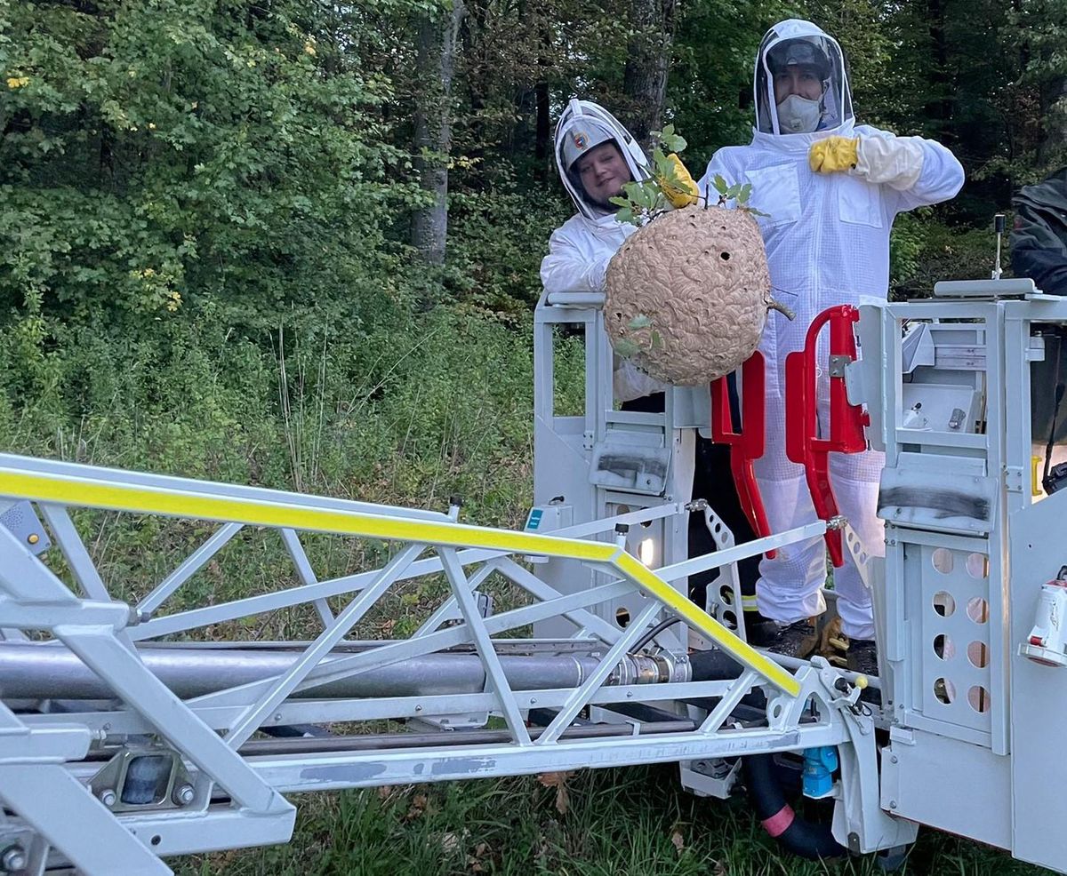 Un pompier et des spécialistes sont intervenus vendredi à l’aube pour enlever un nid de frelons asiatiques au sommet d’un arbre à Arnex-sur-Nyon.