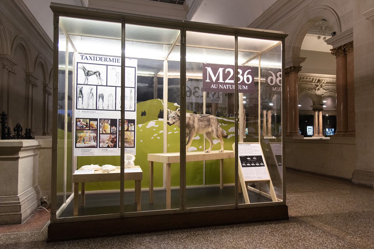 Déambuler de nuit au musée de zoologie