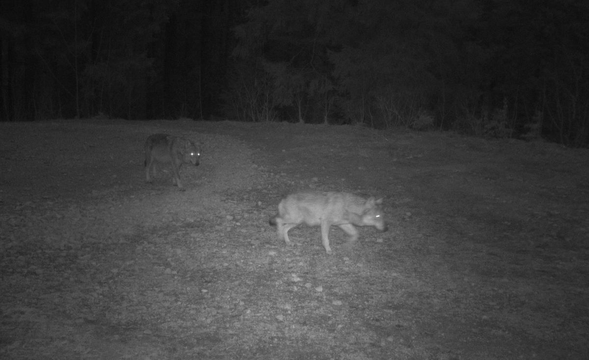 Deux loups pris par un piège photographique, en 2022, dans le Risoud. C’est bel et bien leur femelle alpha qui a été abattue par les lieutenants-louvetiers, dans le cadre d’un «tir de défense» en septembre dernier. 

