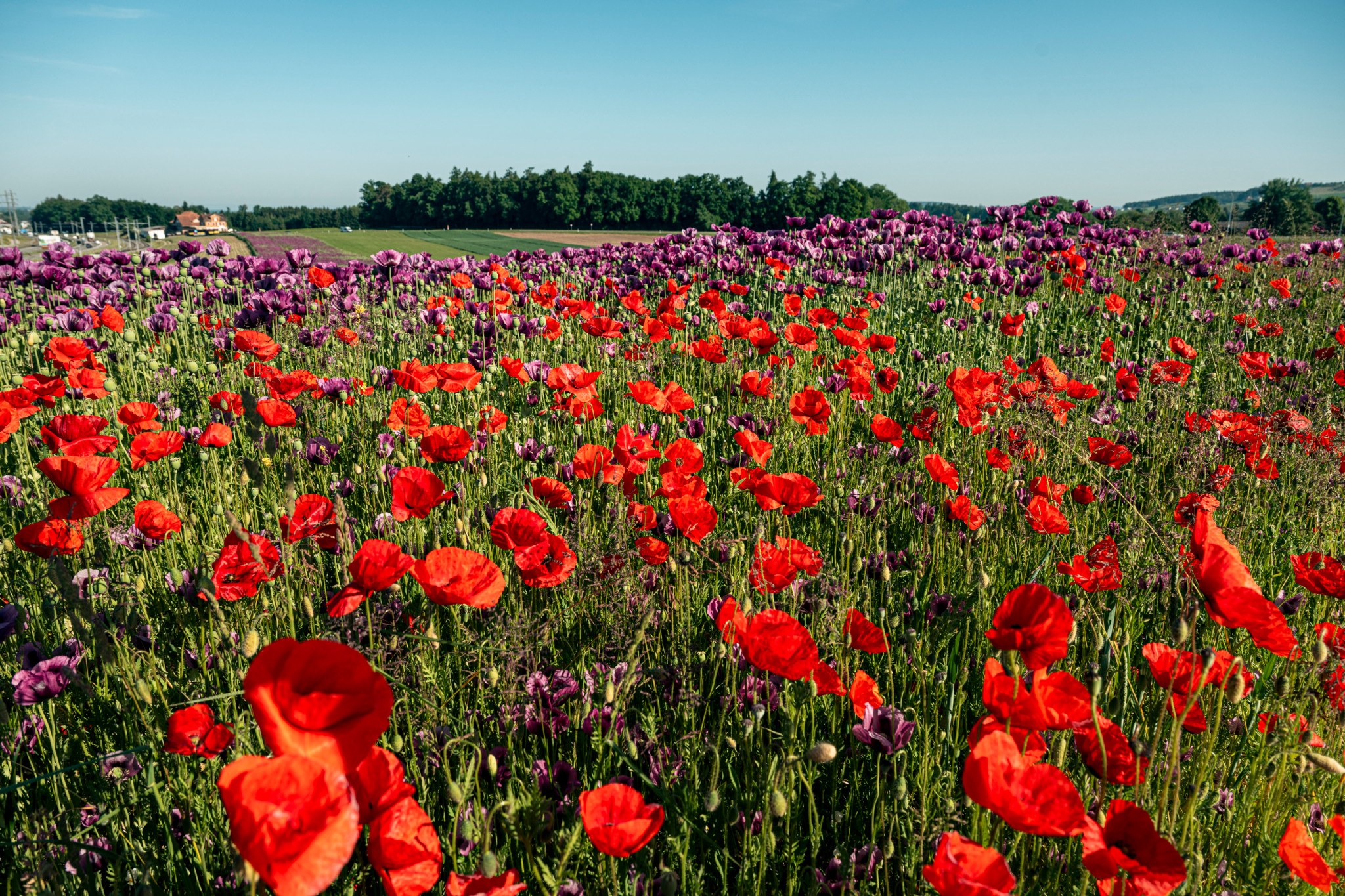 Mohn aus der Ostschweiz: Diese Blume berauscht in der Küche