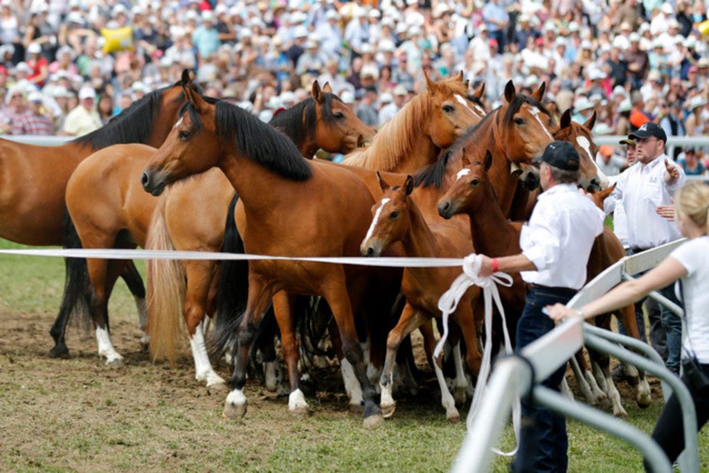 Fribourg hôte d'honneur à la fête du cheval