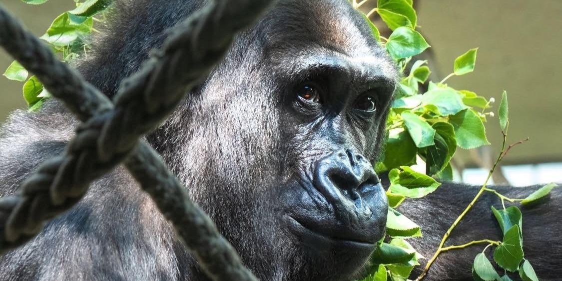 Zoo-Basel-Zolli-schl-fert-Gorillam-nnchen-Mobali-11-ein