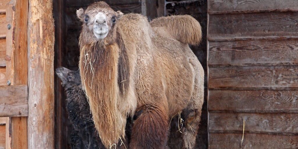 Zoo Zürich: Kamele weichen Goldtakinen aus dem Himalaya