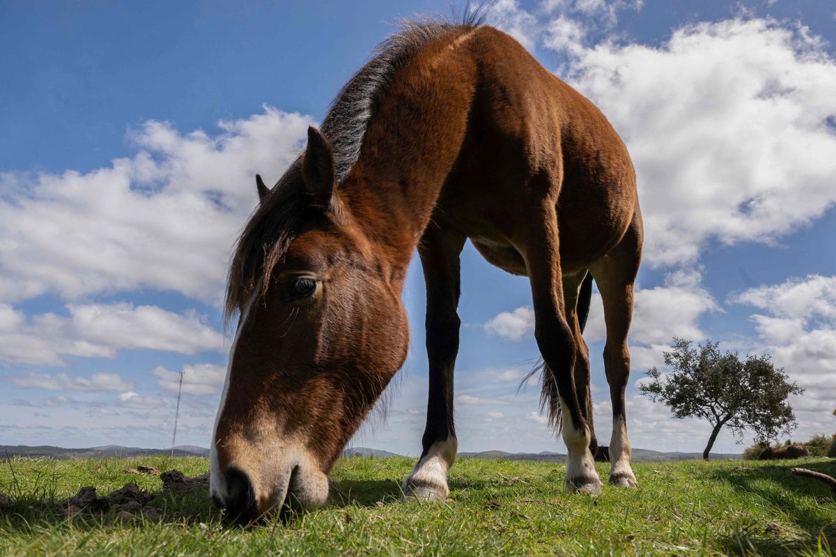 France Un procès pour escroquerie à la viande de cheval s’ouvre à Marseille Le Matin