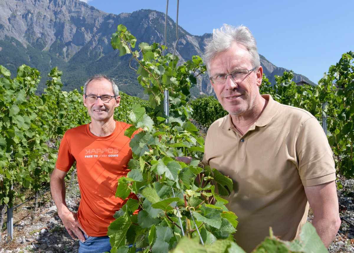 Vivian Zufferey, chargé de recherche à Agroscope, et Christoph Carlen, directeur de la station d’essais Viticulture et Oenologie de Conthey, dans les vignes du domaine viticole du Grand Brûlé à Leytron.
