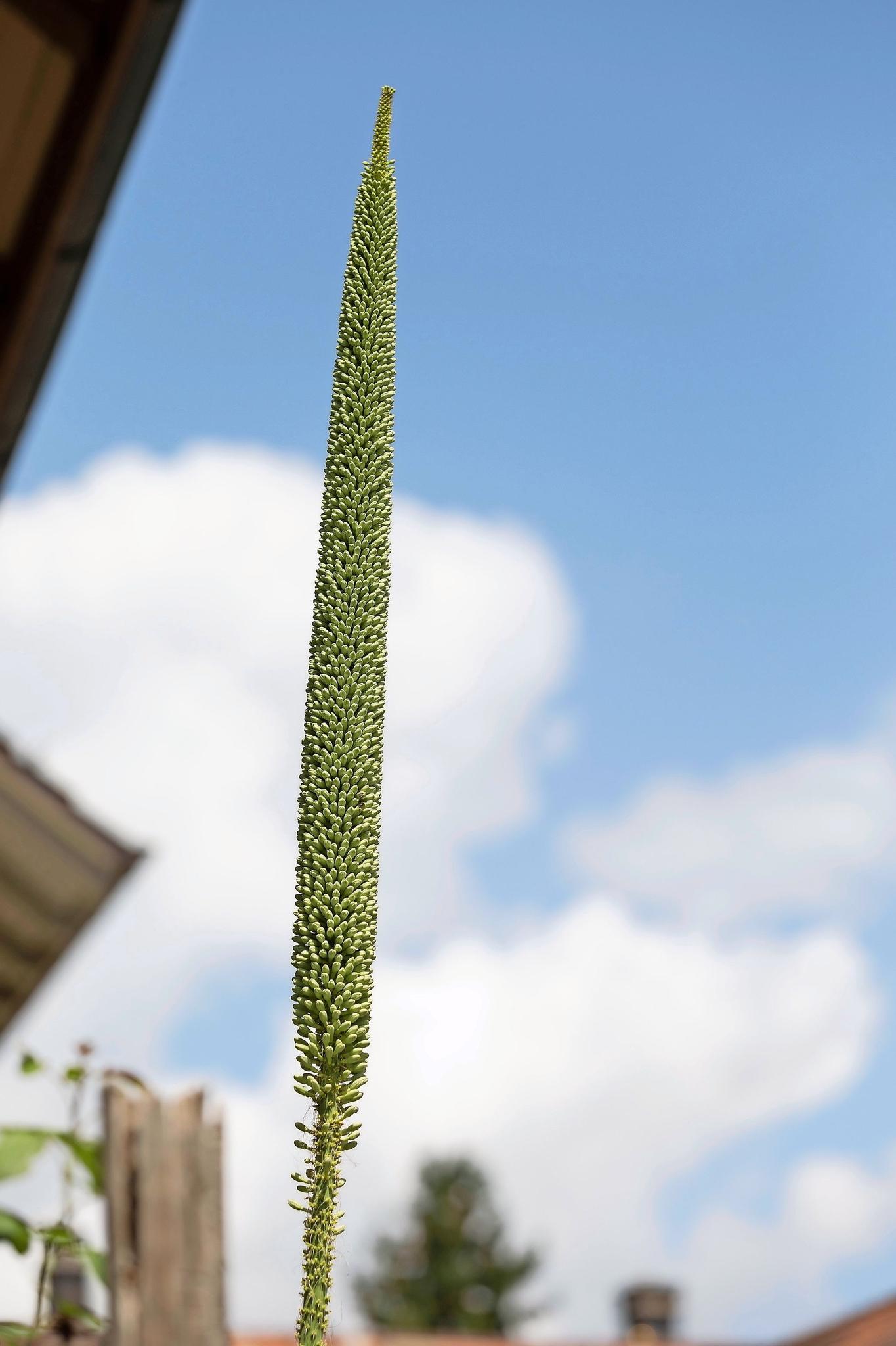 agave victoriae-reginae blüte Agave victoriae-reginae