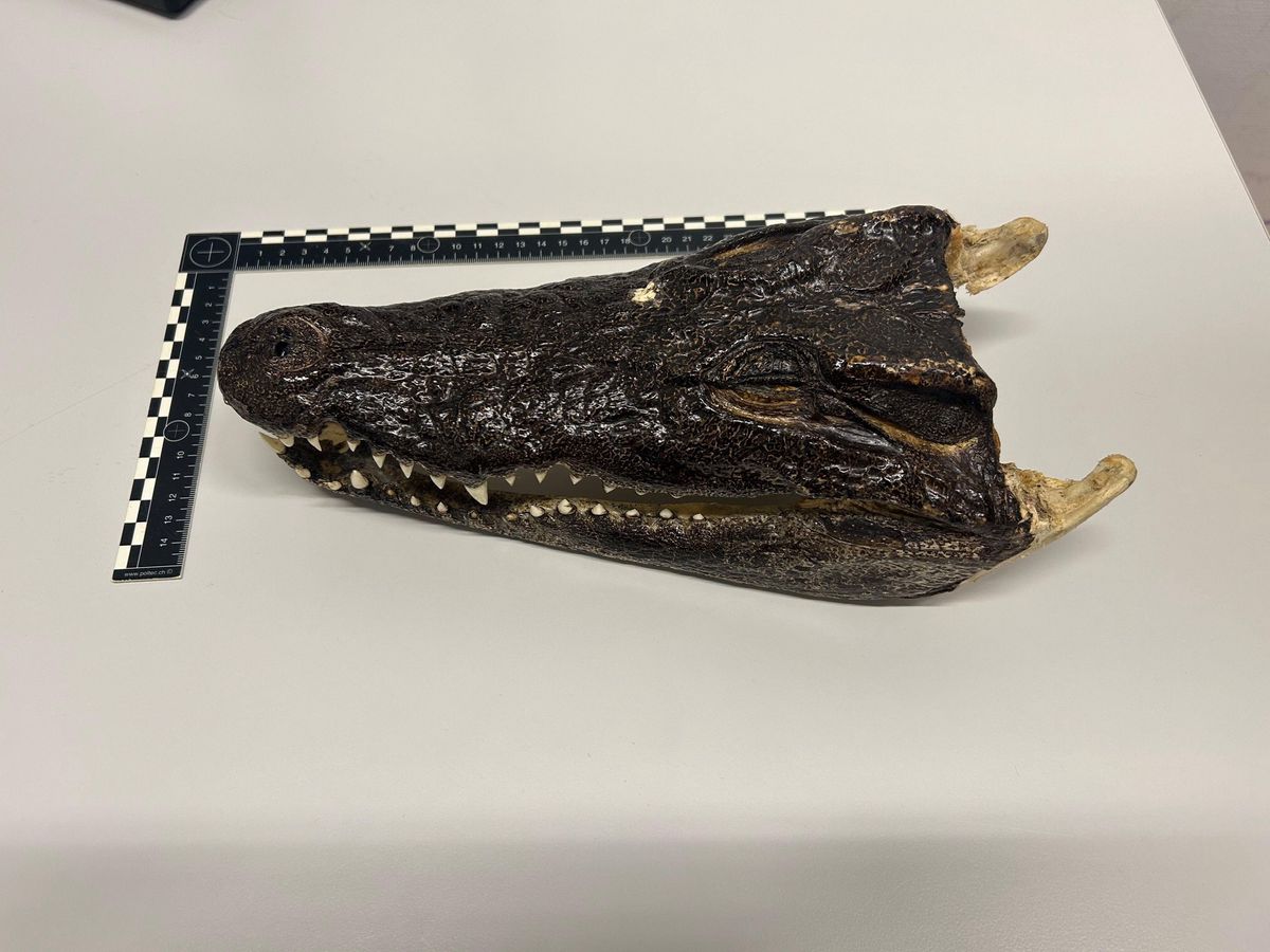 チューリッヒ空港での密輸：ワニの頭と勃起薬が保証された