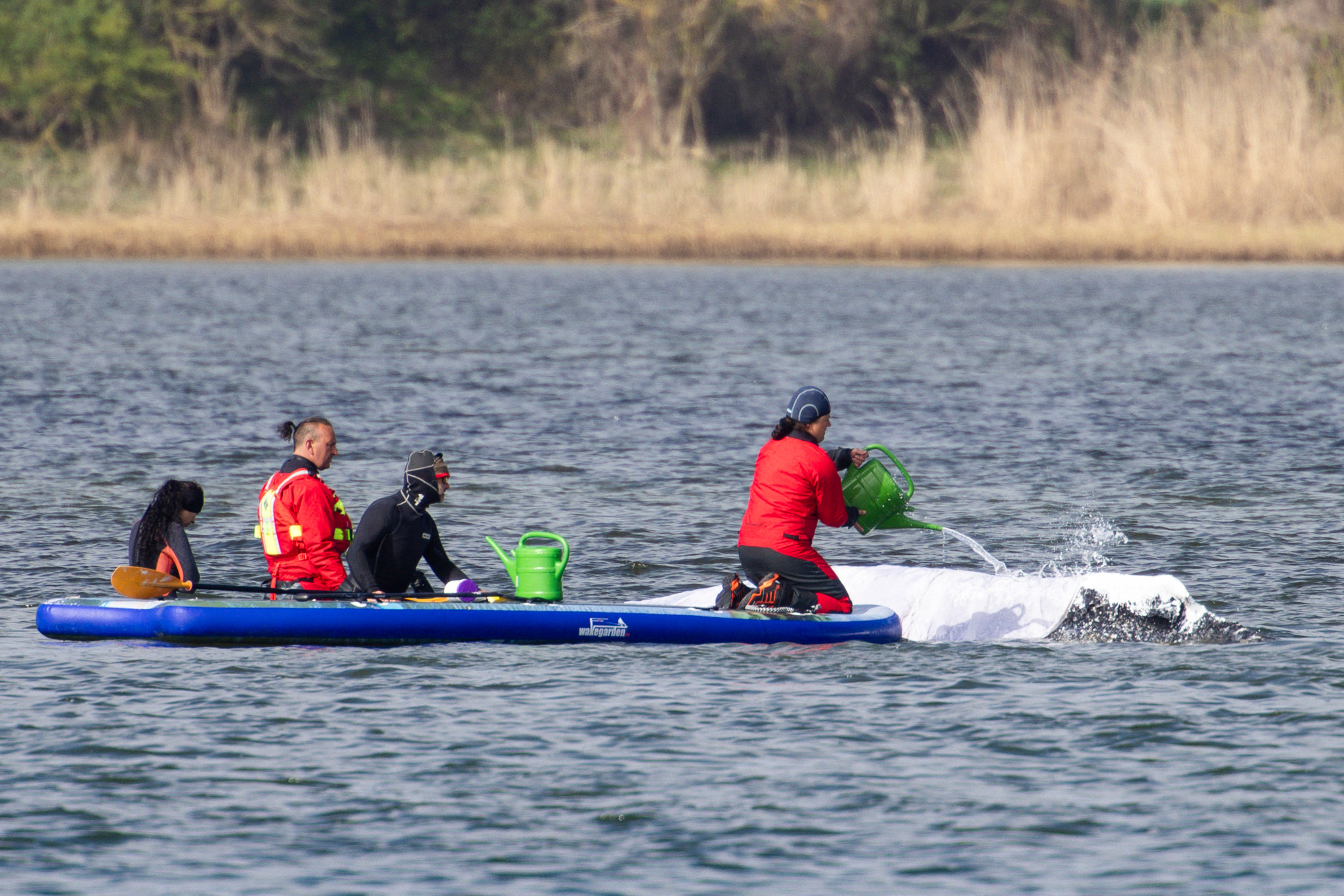 Rettungsaktion für Timmy: Helfer wollen Wal in eine Art Riesen-Aquarium locken