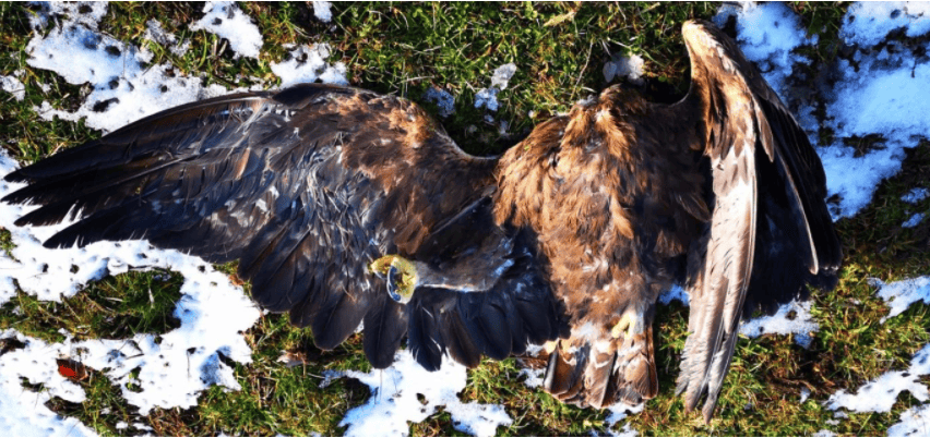  L’accident, fatal pour le grand rapace, constitue le premier cas documenté en Suisse.