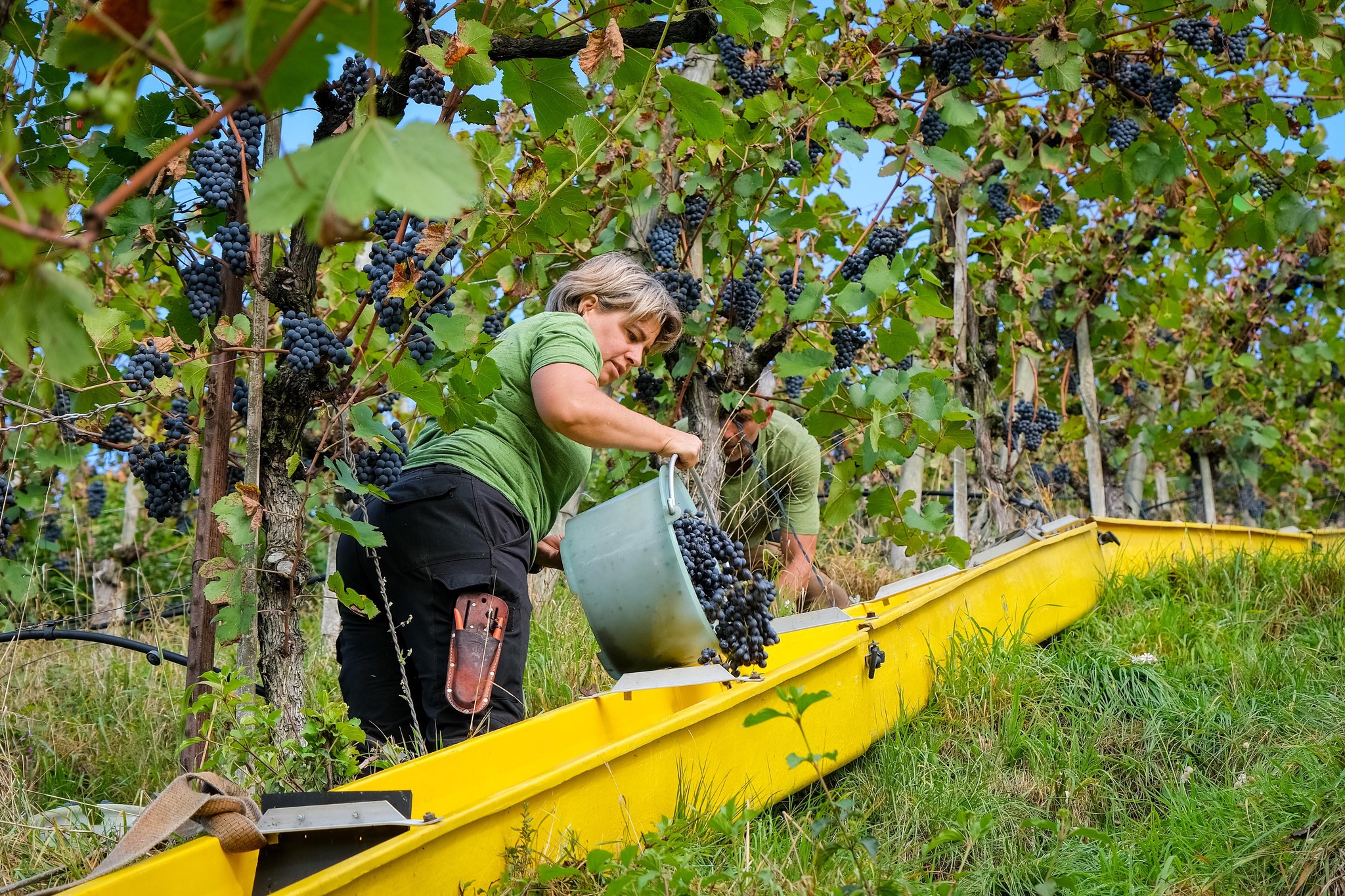 Traubenernte in Andelfingen: Wo die Trauben die Rutsche nehmen | Der ... Traubenernte in Andelfingen: Wo die Trauben die Rutsche nehmen | Der ...