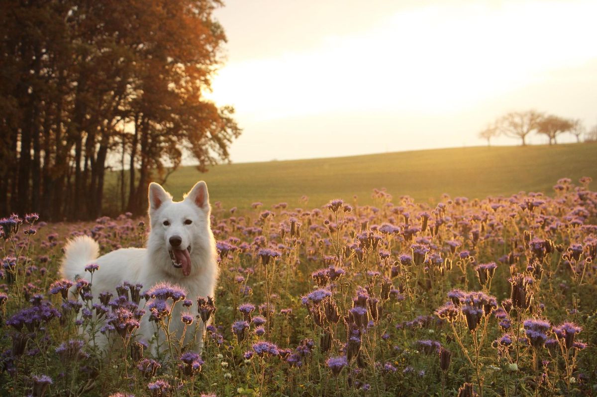 «Nasko», 38 kg, n’a pas survécu aux 230 volts.