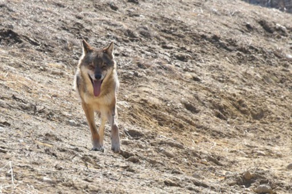 Un loup a tué 18 moutons dans les Grisons