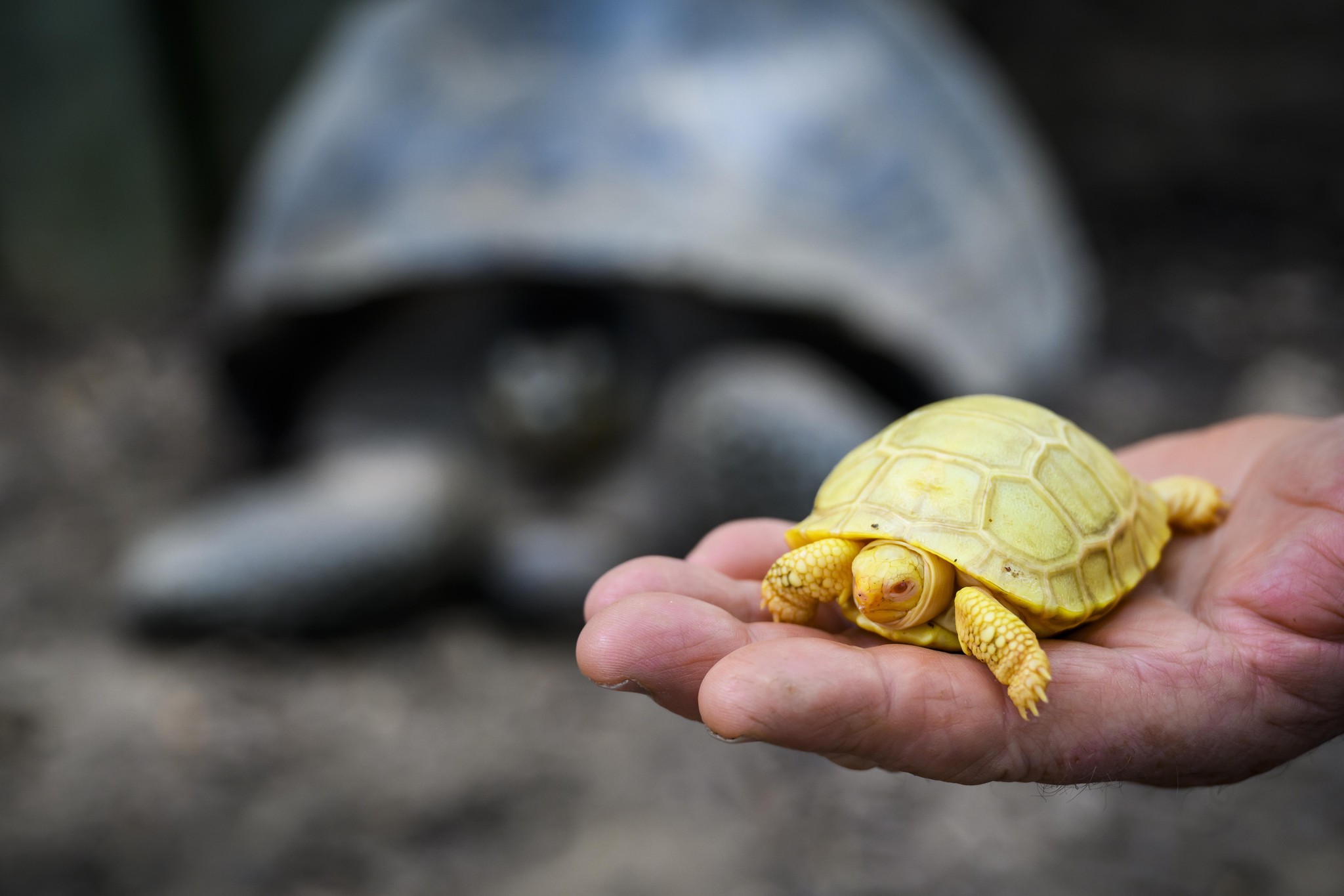Le bébé tortue géante albinos des Galapagos, né le 1er mai dernier.