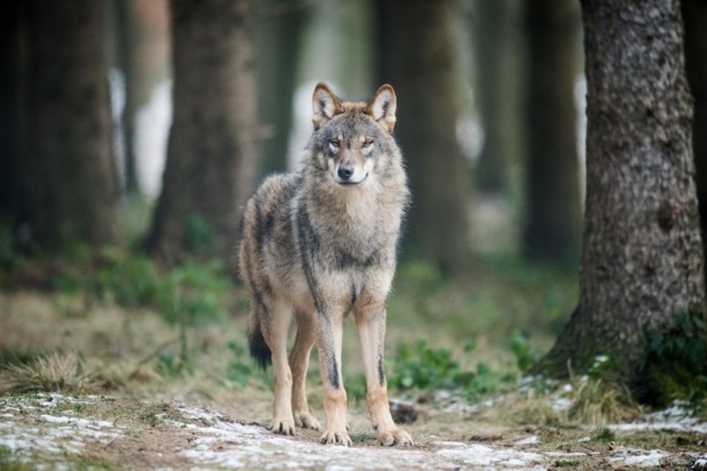 Deux moutons ont été tués par un loup