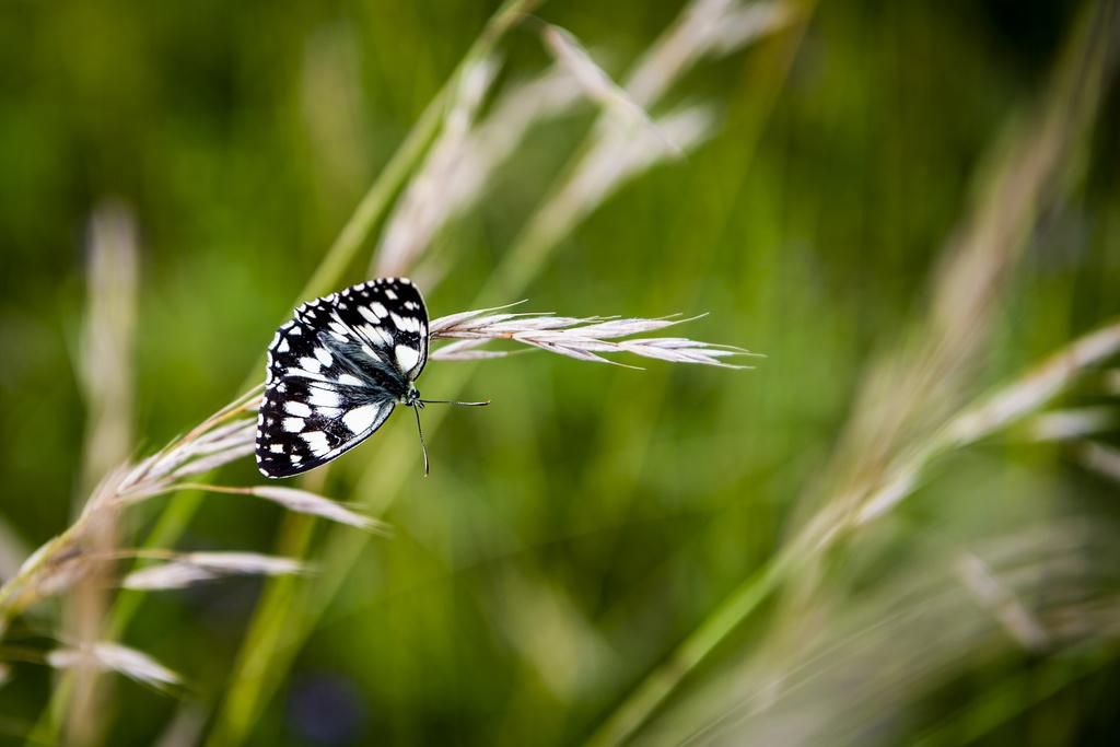 Environ un million d’espèces animales et végétales (sur huit millions) sont menacées d’extinction dans les prochaines décennies, selon le recteur de l’Université de Zurich.