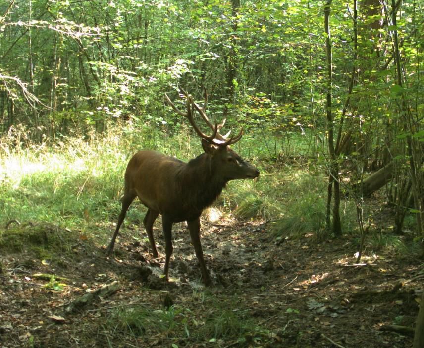 Un cerf élaphe en balade dans les bois de Versoix, un secteur du canton où cette espèce est la plus nombreuse.