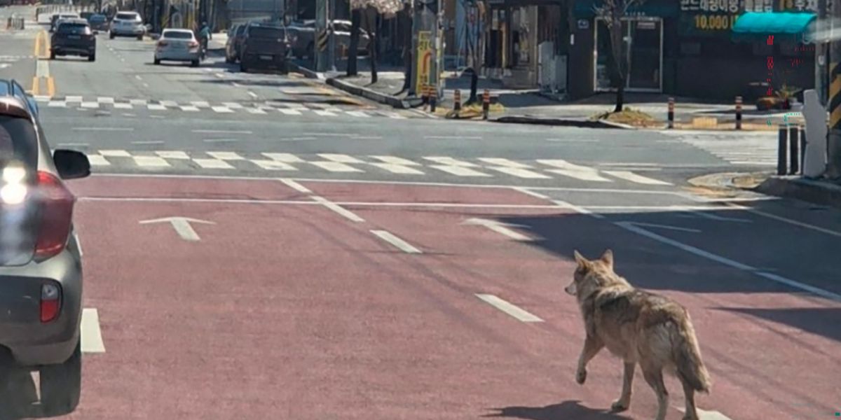 Escaped Zoo Wolf Sparks Panic in South Korea