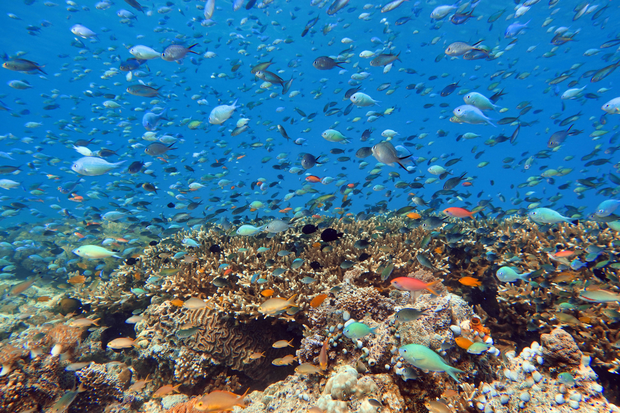 Image accompagnant « Changement climatique: 96% des récifs coralliens menacés d’extinction d’ici 50 ans ».