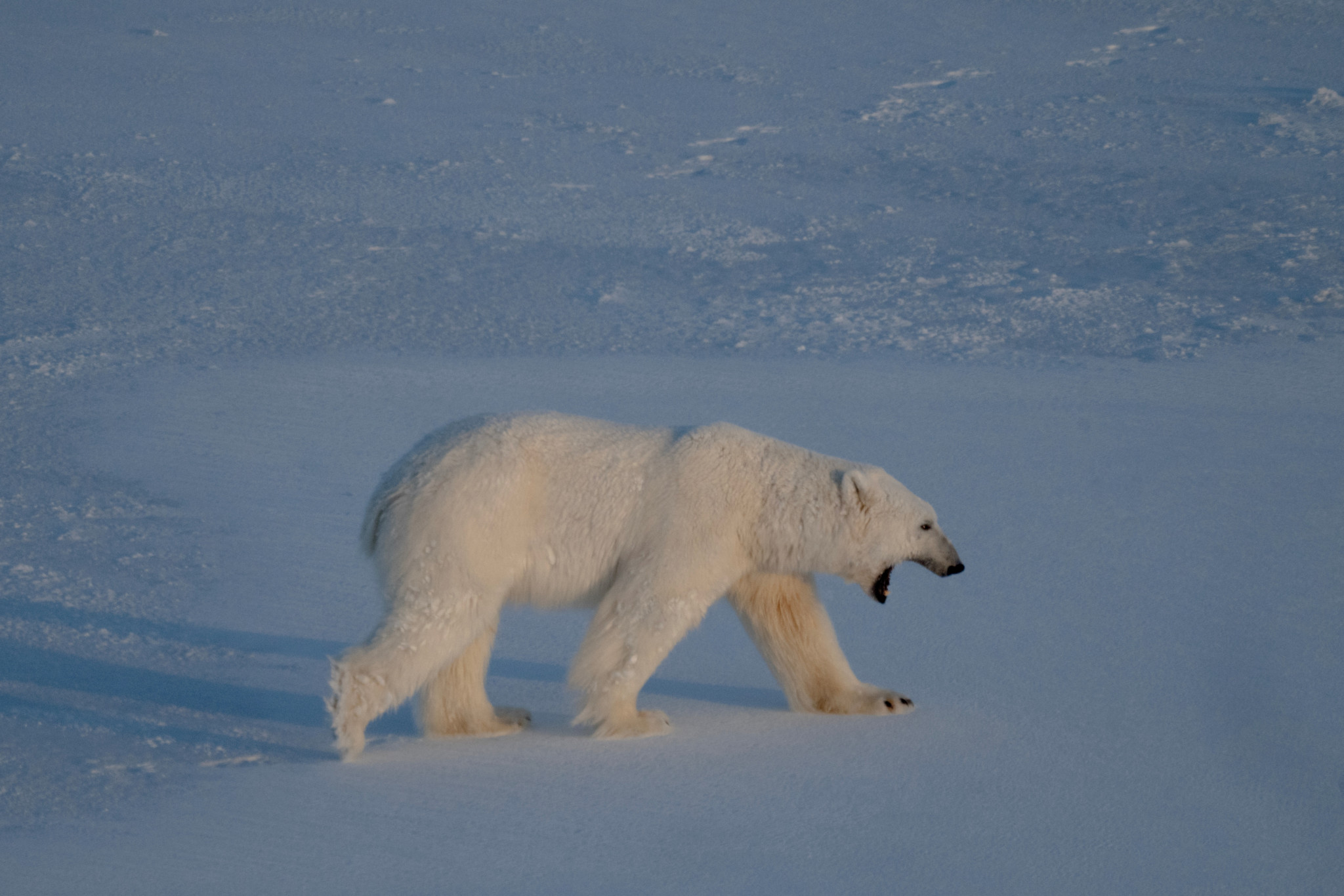 Arctique norvégien: Un touriste réveille un ours polaire et écope d’une amende salée