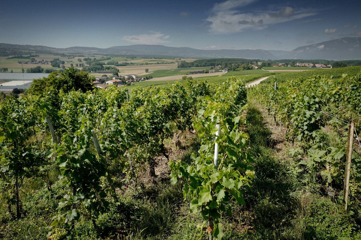 Lorsque les raisins verdissent, ils sont particulièrement vulnérables à la sécheresse.