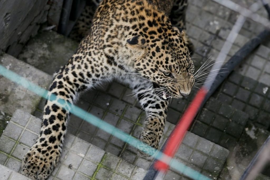 Un léopard tue un bambin de 2 ans