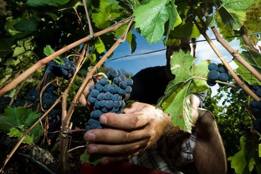 Public invité à vendanger en Valais