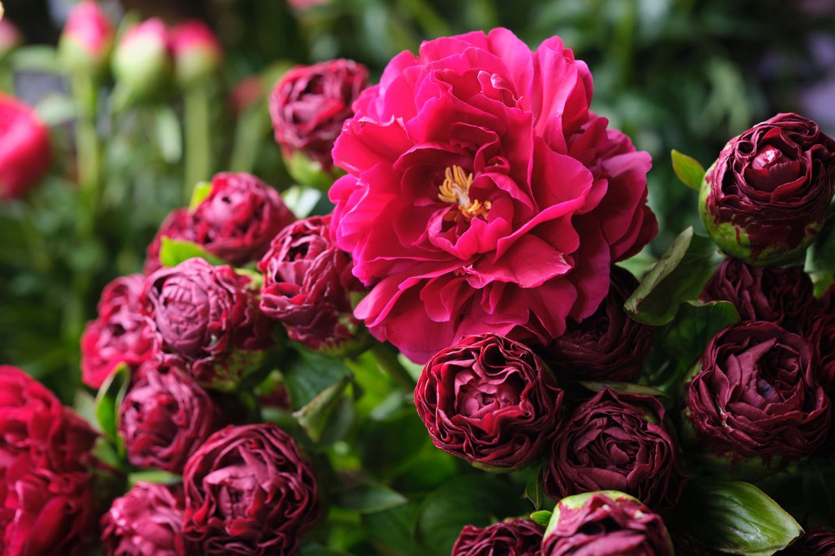 Genève, le 8 mai 2024. Les pivoines, fleurs reines de la Fête des Mères. Ici chez Nicole Flück de Délices de fleurs.   Photo Yvain Genevay / Le Matin Dimanche