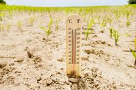 Lebensmittelpreise: Ackerland im Wetterstress