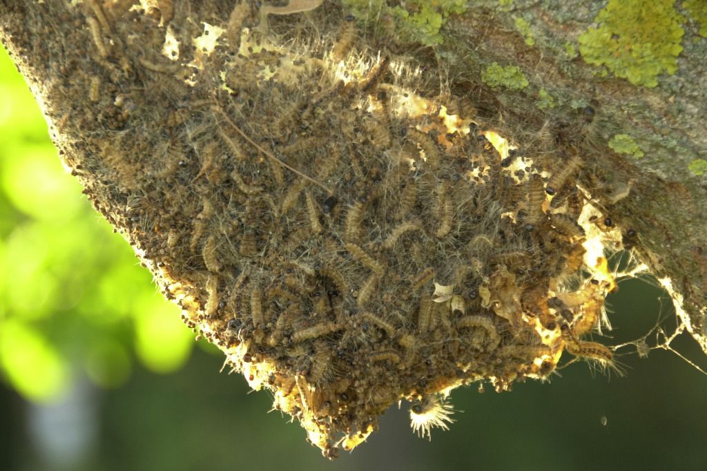 Des chenilles provoquent une alerte sanitaire