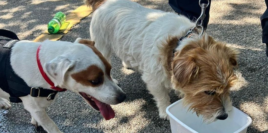 Deux chiens en train de boire