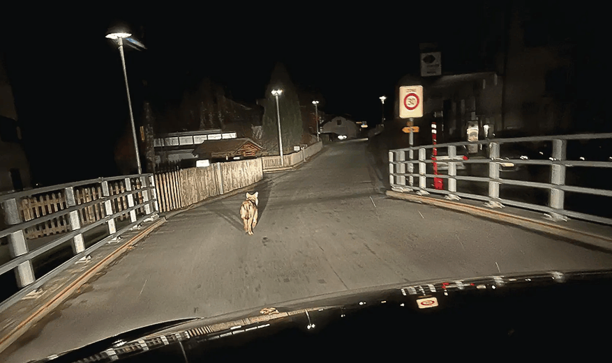 Patrick et Anja Loretz avec leurs cinq enfants. Juste derrière la clôture, un loup a tué un chevreuil… à deux pas du bac à sable.