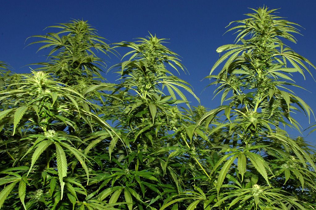 Appelés pour un cambriolage, ils tombent sur de la drogue