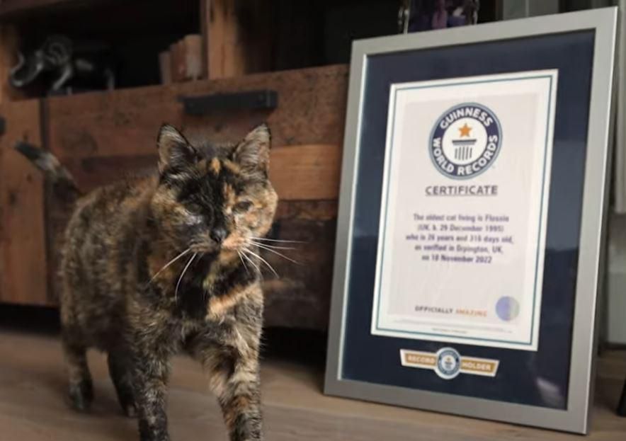 Wie Alt Ist Die älteste Katze Der Welt Geworden Älteste Katze der Welt: In Menschenjahren gerechnet ist Flossie