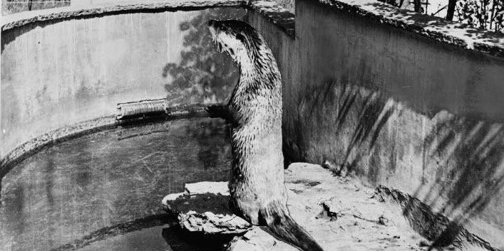 Ein Fischotter steht auf seinen Hinterbeinen in einem Gehege im Tierpark Dählhölzli in Bern.