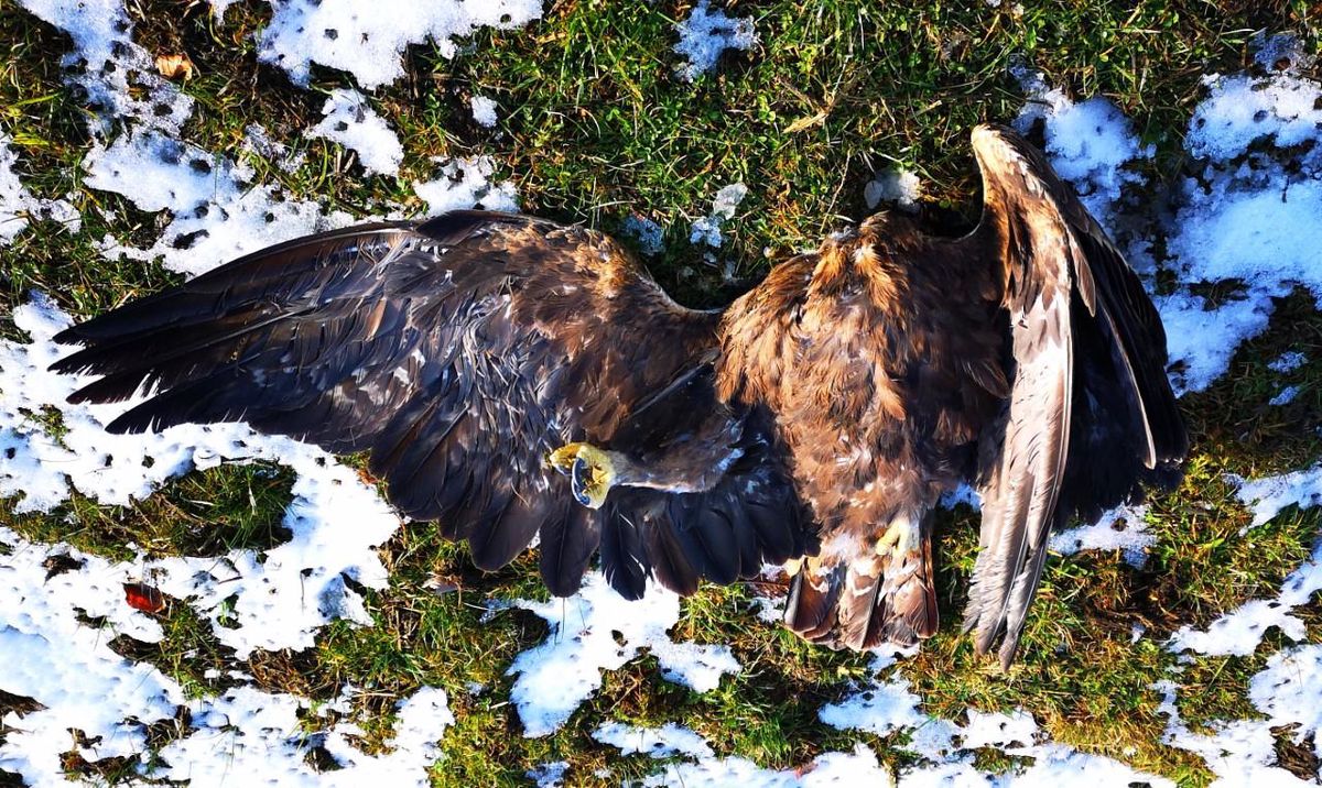 Cet aigle royal de 7 à 8 ans a été tué en plein vol par une des éoliennes du Mont-Soleil. La preuve que les hélices «font peser une grave menace» sur le retour de l’aigle royal, espèce sur liste rouge selon Birdlife suisse. «Ils ont une excellente vue, mais ne perçoivent pas le danger des pâles», réagit l’ornithologue Lionel Maumary, qui se veut toutefois rassurant sur l’avenir de l’espèce.