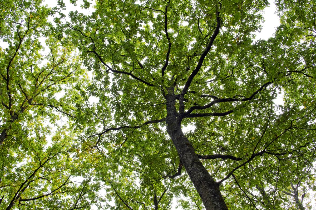 Vue de la canopée de plusieurs arbres feuillus avec des feuilles vertes et abondantes.