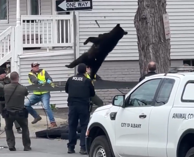 Tierrettung in den USA: Schwarzbär steckt in Baum fest und wird mit Netz aufgefangen