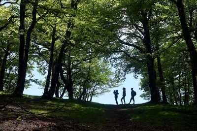 La forêt est précieuse pour les Suisses