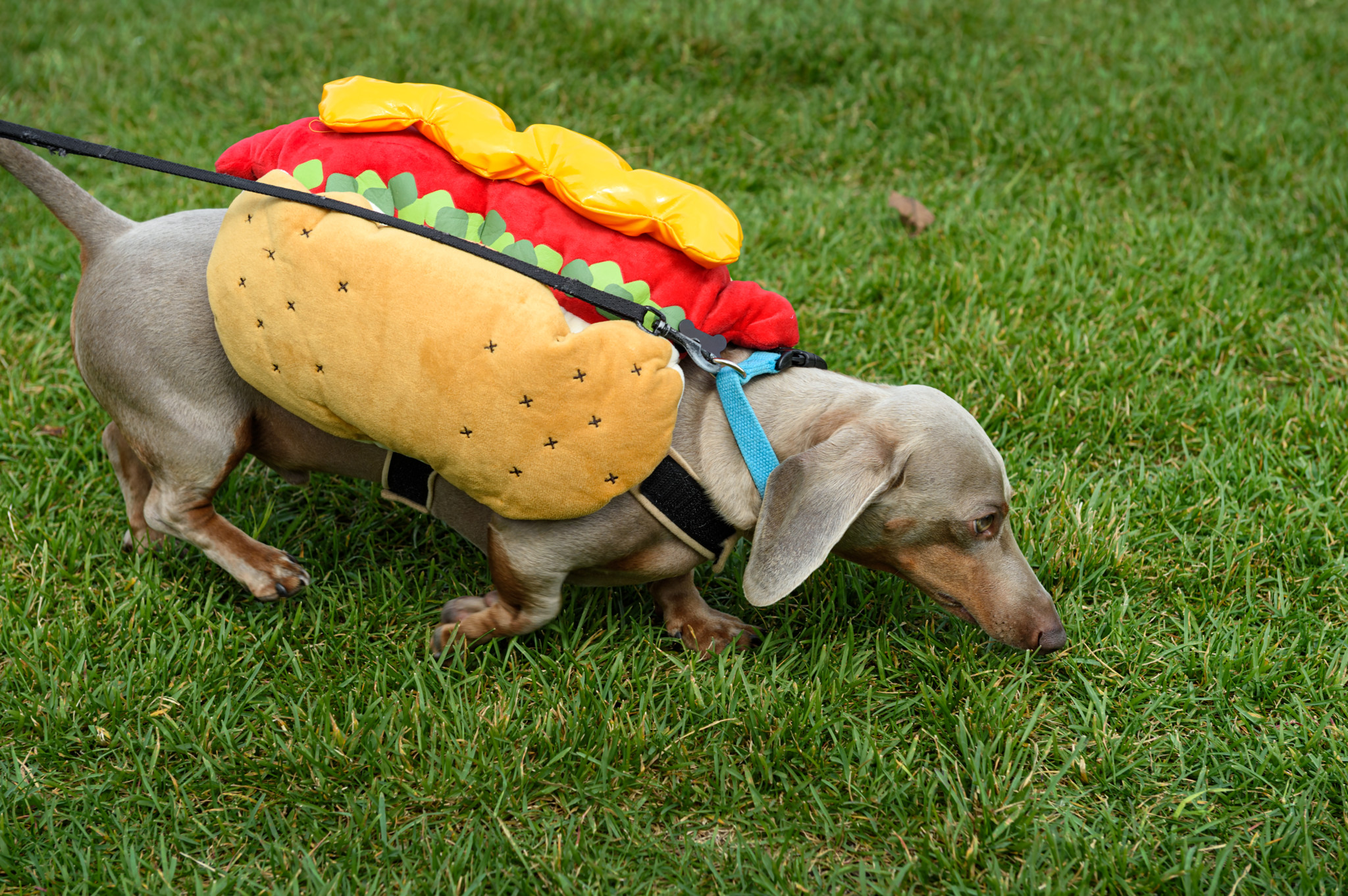 Hunde an der Fasnacht: Warum sie dort nichts zu suchen haben