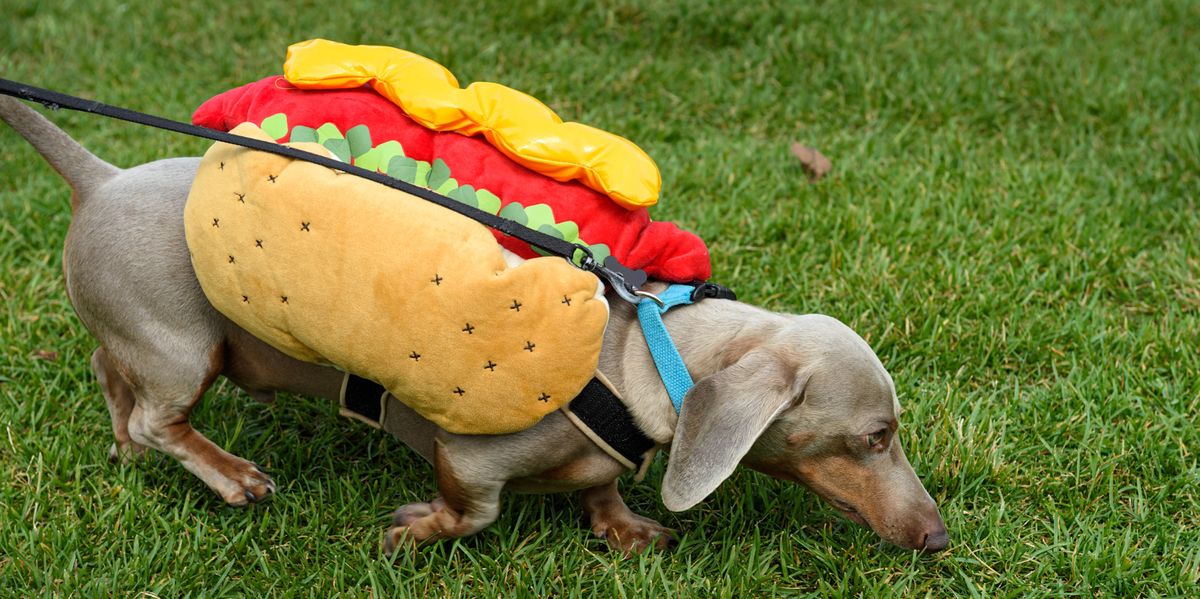 hund sexpuppe Hunde an der Fasnacht: Warum sie dort nichts zu suchen haben