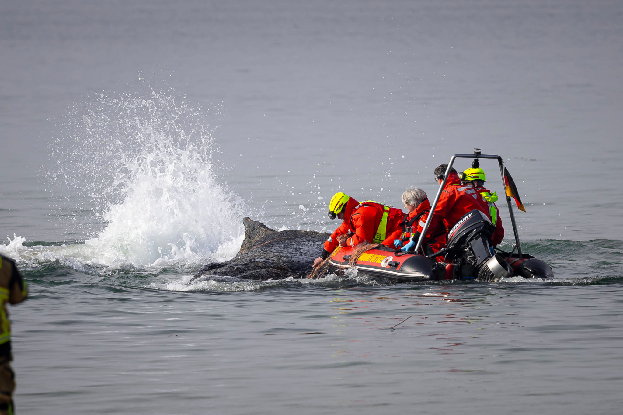 Gestrandeter Wal: Experten wollen ihn sterben lassen. Doch als Timmy mit der Flosse wedelt, weinen die Leute hier vor Freude
