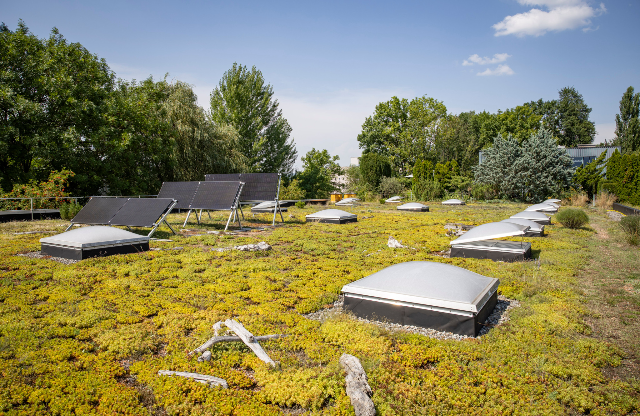 Begrünte Dachfläche mit Solarzellen der Firma Contec in Uetendorf, umgeben von Bäumen unter blauem Himmel.