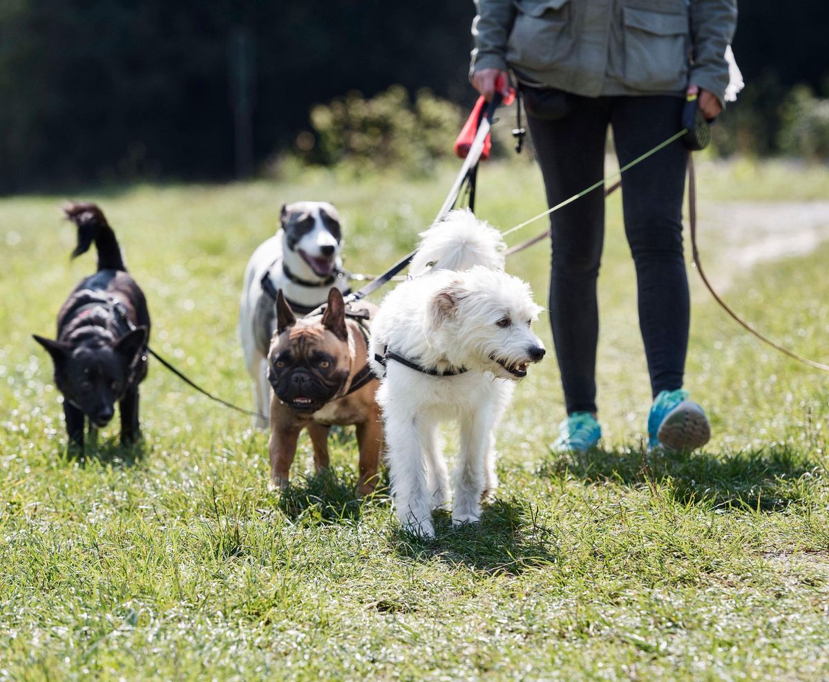 Hund Will Nicht Spazieren Gehen Mit Hunden spazieren will gelernt sein | Zürcher Unterländer