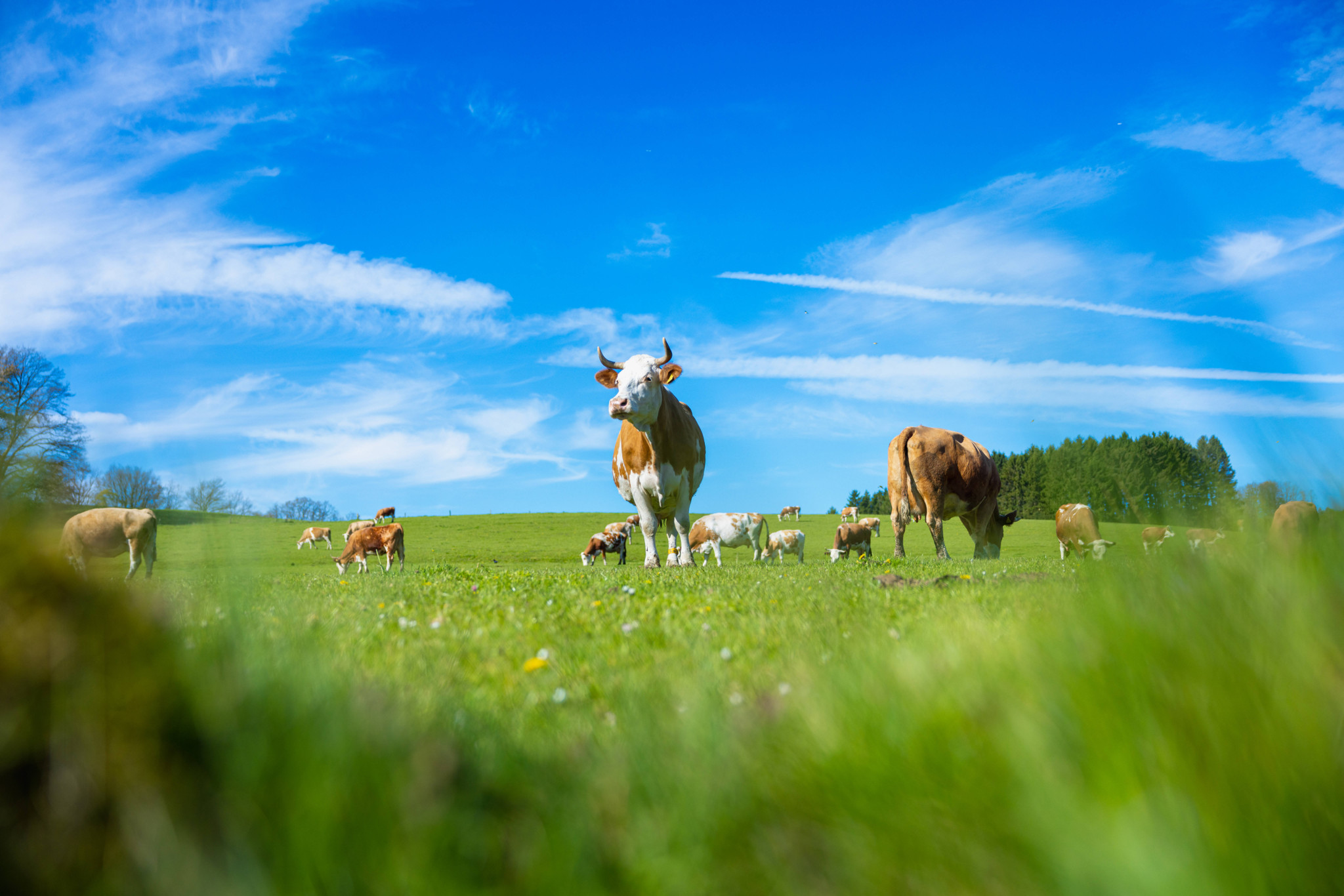 Crise laitière en Suisse: Un paysan vend ses vaches faute de pouvoir vivre du lait