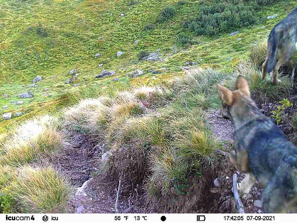 La photo de ces deux jeunes loups confirme la présence d’une deuxième meute dans le canton de Glaris.