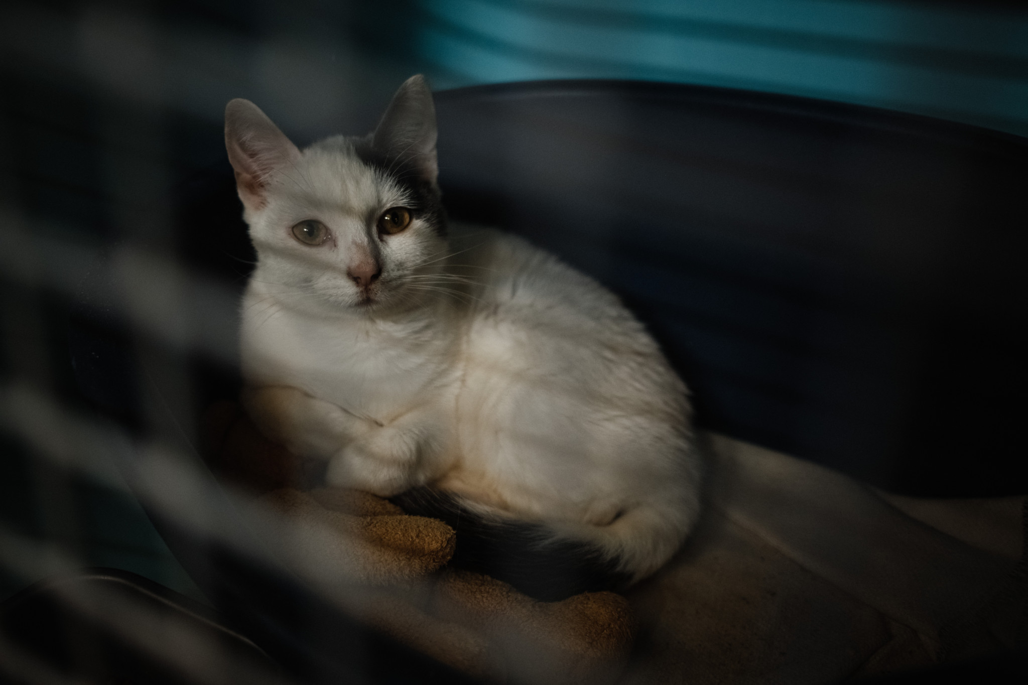 Trafic d’animaux au Vietnam: Ils volaient des chats domestiques pour les revendre comme viande
