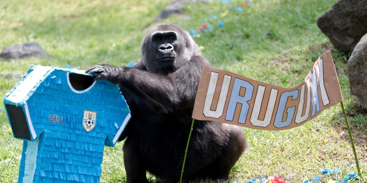 Holy-Cow-16-Jahre-nach-weltber-hmter-Krake-Paul-Nun-tippen-Gorillas-Haie-und-Elefanten-die-WM